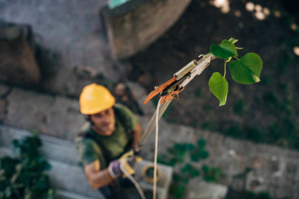 How Our Tree Care Process Works  in Lannon, WI